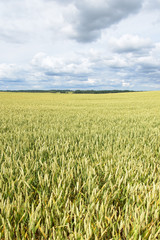Summer on wheat field.