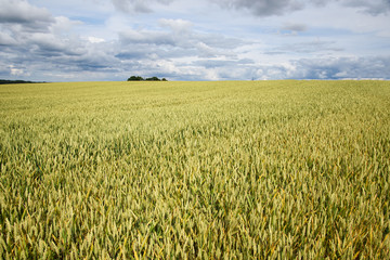 Summer on wheat field.