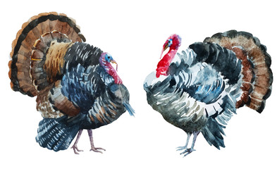 Watercolor turkey - obrazy, fototapety, plakaty