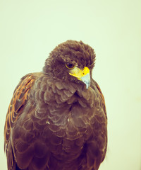 Golden Eagle ( Filtered image processed vintage effect. )