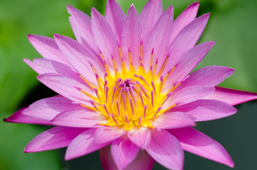 Obraz premium Magenta Lotus Blooming In Natural Pond.
