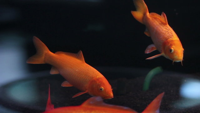 Goldfish swim in an aquarium 03