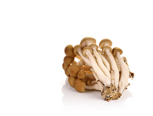 Shimeji mushroom on white background