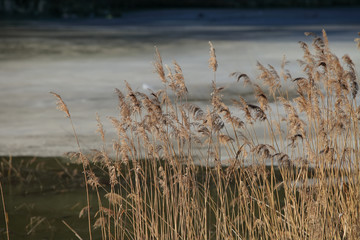 Obrazy na Plexi  Reed rano na zimowym jeziorze