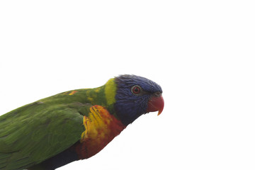 Portrait of colorful parrot isolated on white.