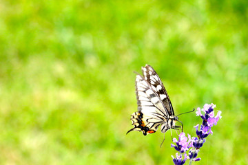 Obraz premium ラベンダーと蝶