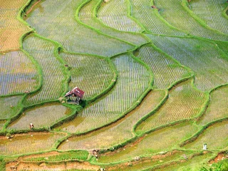 Papier Peint photo Lavable Indonésie Rice paddies geometry