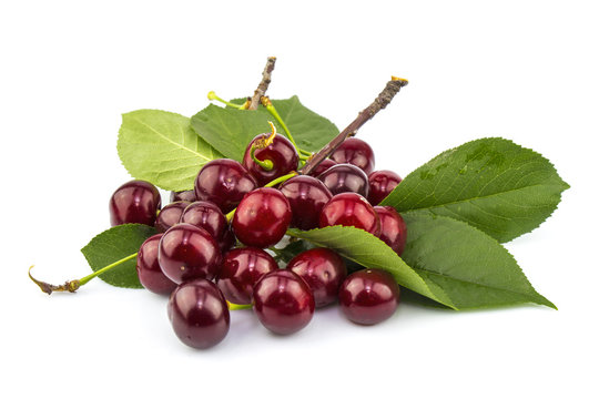 Sweet cherry with green leaves
