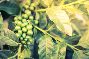 Coffee beans on the branch  ( Filtered image processed vintage e