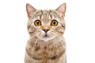 Naklejka premium Portrait of a cat Scottish Straight closeup isolated on white background