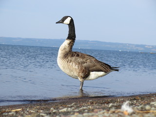 oche canadesi, lago di bolsena