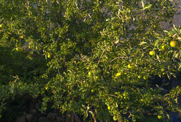 Apples in a fruit tree in sunlight in summer