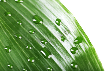 Green leaf with droplets, closeup