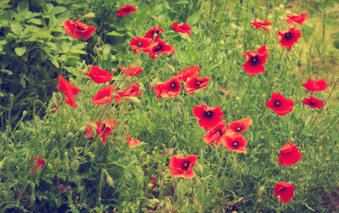 Obraz premium Field of red corn poppy flowers in summer