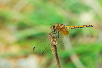 Dragonfly wings of beauty.