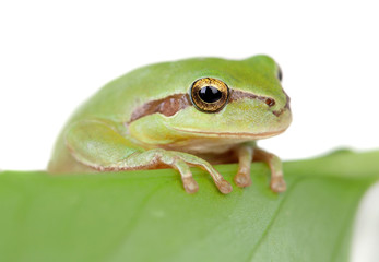 Green frog with bulging eyes golden on a leaf