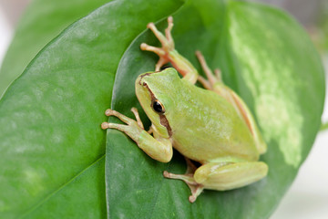 Green frog with bulging eyes golden