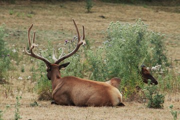 Cerf.