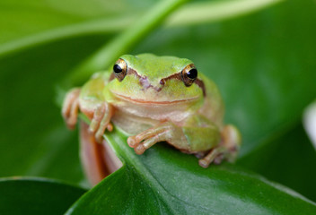 Green frog with bulging eyes golden