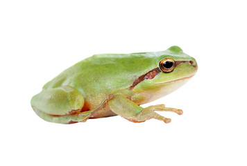 Green frog with bulging eyes golden
