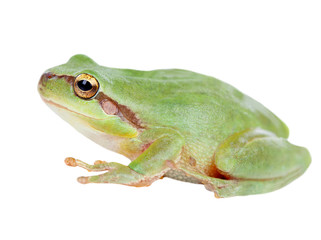 Green frog with bulging eyes golden