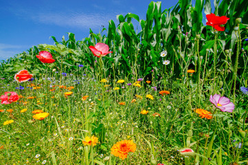 Blumenwiese - leuchtende Ringelblumen, Froschperspektive