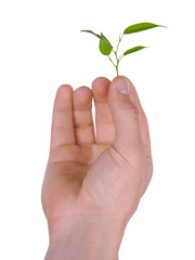Male hand with green plant isolated on white