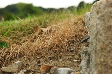 vertrocknetes gras I