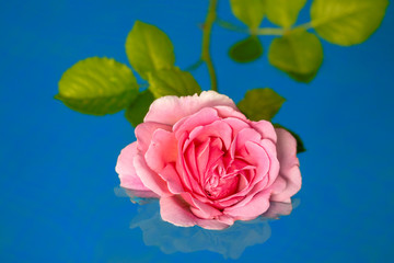 Pink rose in a water