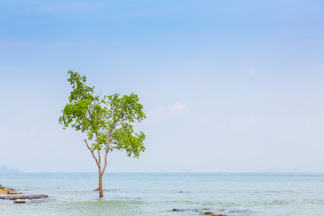 lonely tree on the  Sea