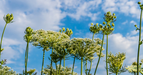 Schafgarbe vor blauem Wolkenhimmel