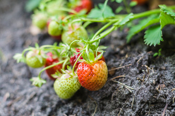 Ripe and unripe strawberries growing on the ground, narrow depth
