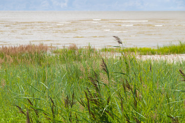 Sedge grass on the seacoast