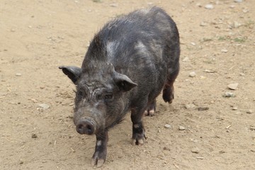 Cochon noir.