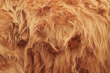 Pelage de vache.