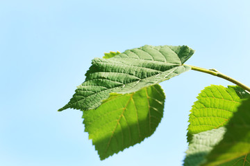 Green leaves of tree branch over blue sky background