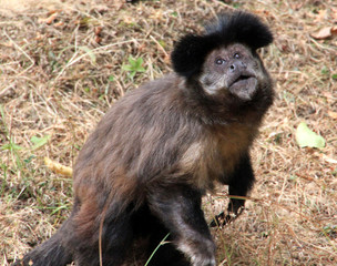 Capucin brun.