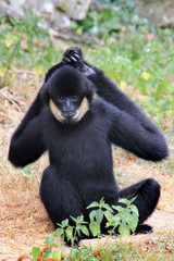 Singe aux grands bras.
