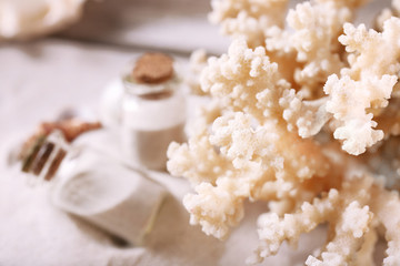 Collection of seashells on sand, closeup
