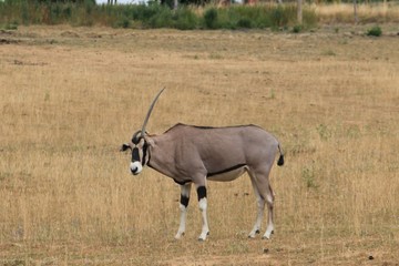 Oryx Beisa.