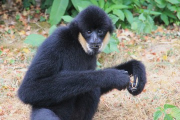 Singe aux grands bras.