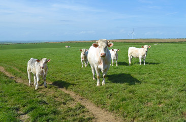Fototapeta na wymiar Vache et veaux charolais dans les prés du Pas de Calais
