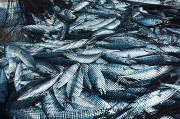 Fish in a fishing nets