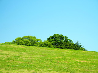 土手下から見る鎮守の森