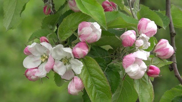 Flowering Apple tree