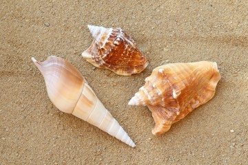 verschiedene Muscheln am Strand