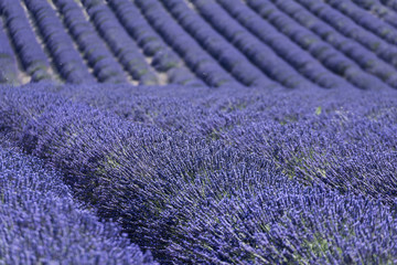 Fototapeta na wymiar Lavender field in Valensole, France