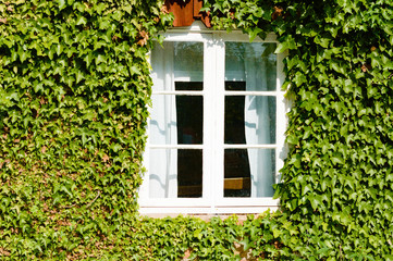 Fototapeta na wymiar Windo in ivy