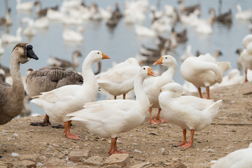 Geese at a farm