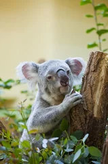 Stickers pour porte Koala ours koala en forêt